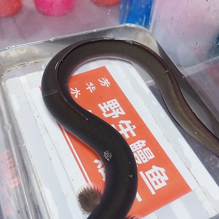 野生鳗鱼伤鳗一斤七两