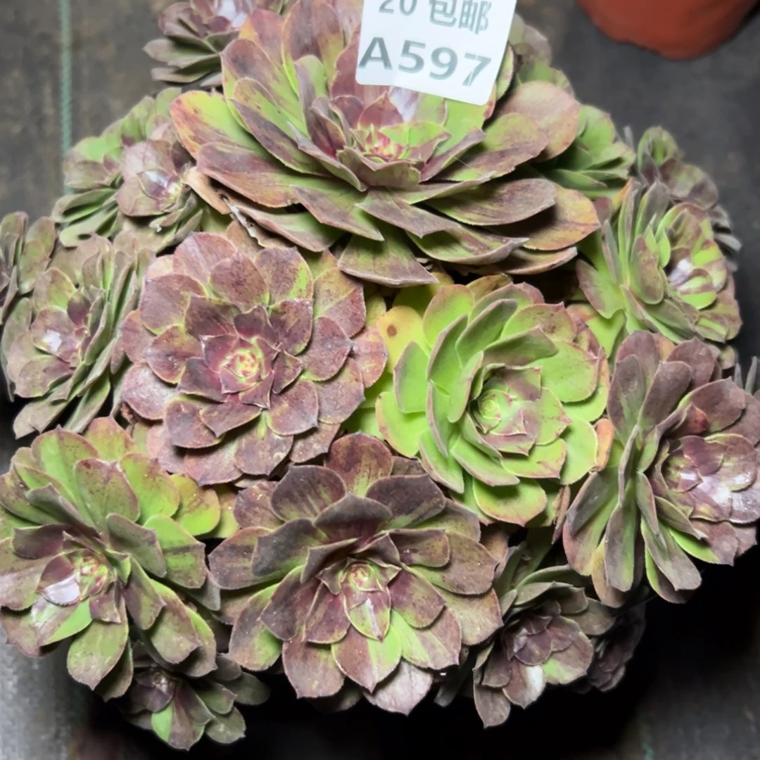 597花月夜，多肉法师