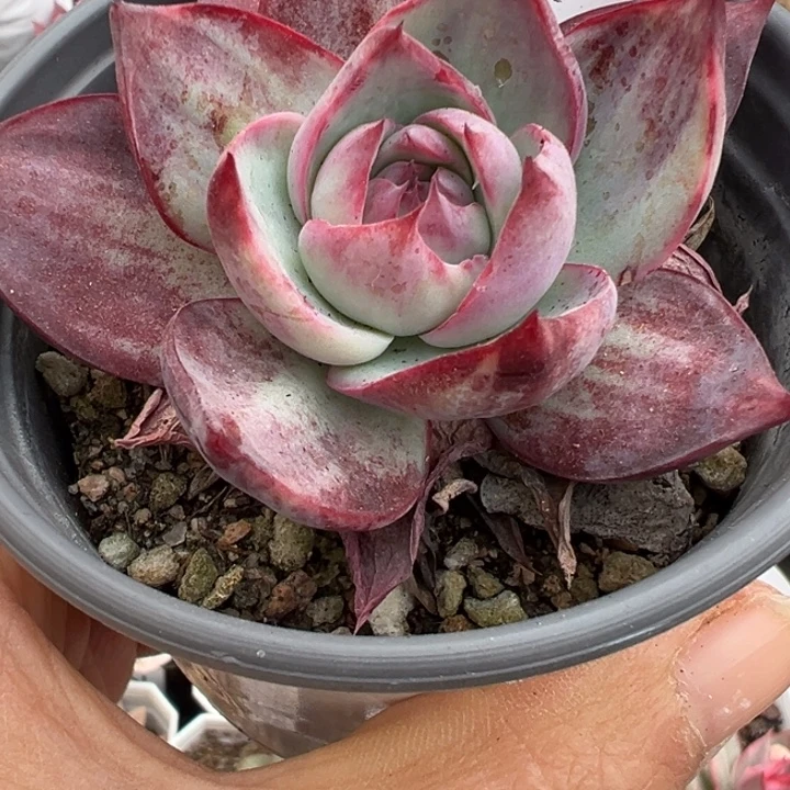惊鸿仙子拉丝锦多肉植物2301
