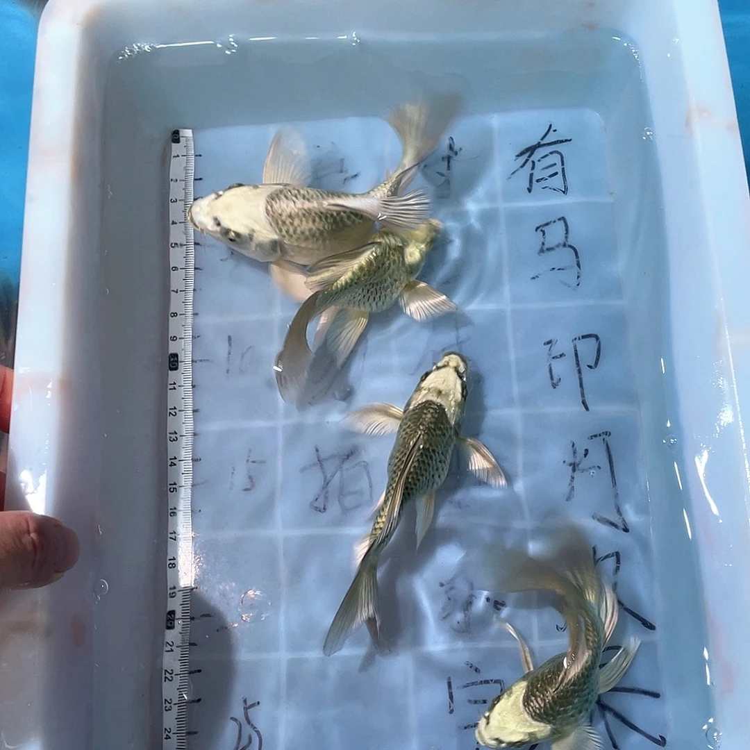蝴蝶鲤渔场直发23