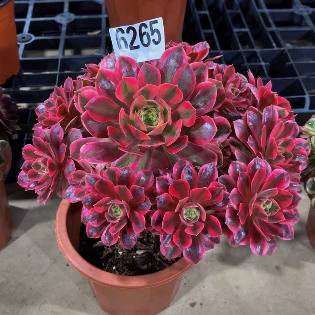 无花朵6265女妖111111