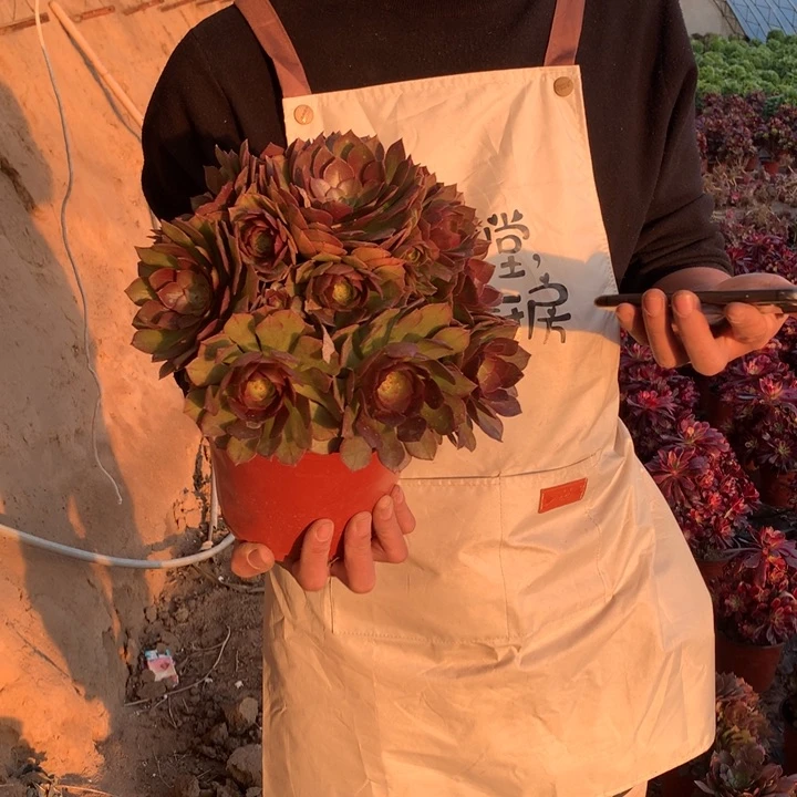 红魔好看好养好看