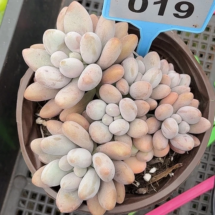 多肉植物汤圆群019