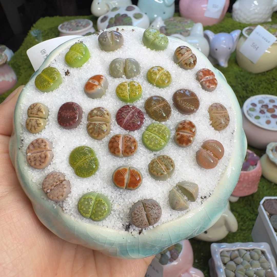 多肉植物福利冲572