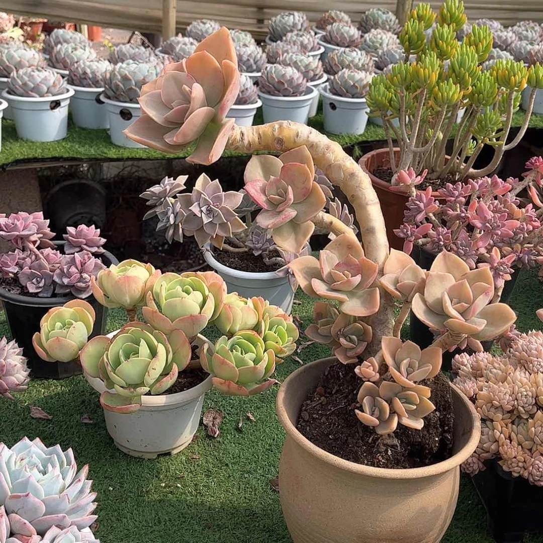 一****狗赫氏多肉植物保护31