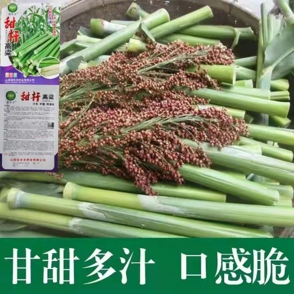 甜杆甜柑种子北方甘蔗种子高粱种子高糖度甜脆多汁甜棒水果种子