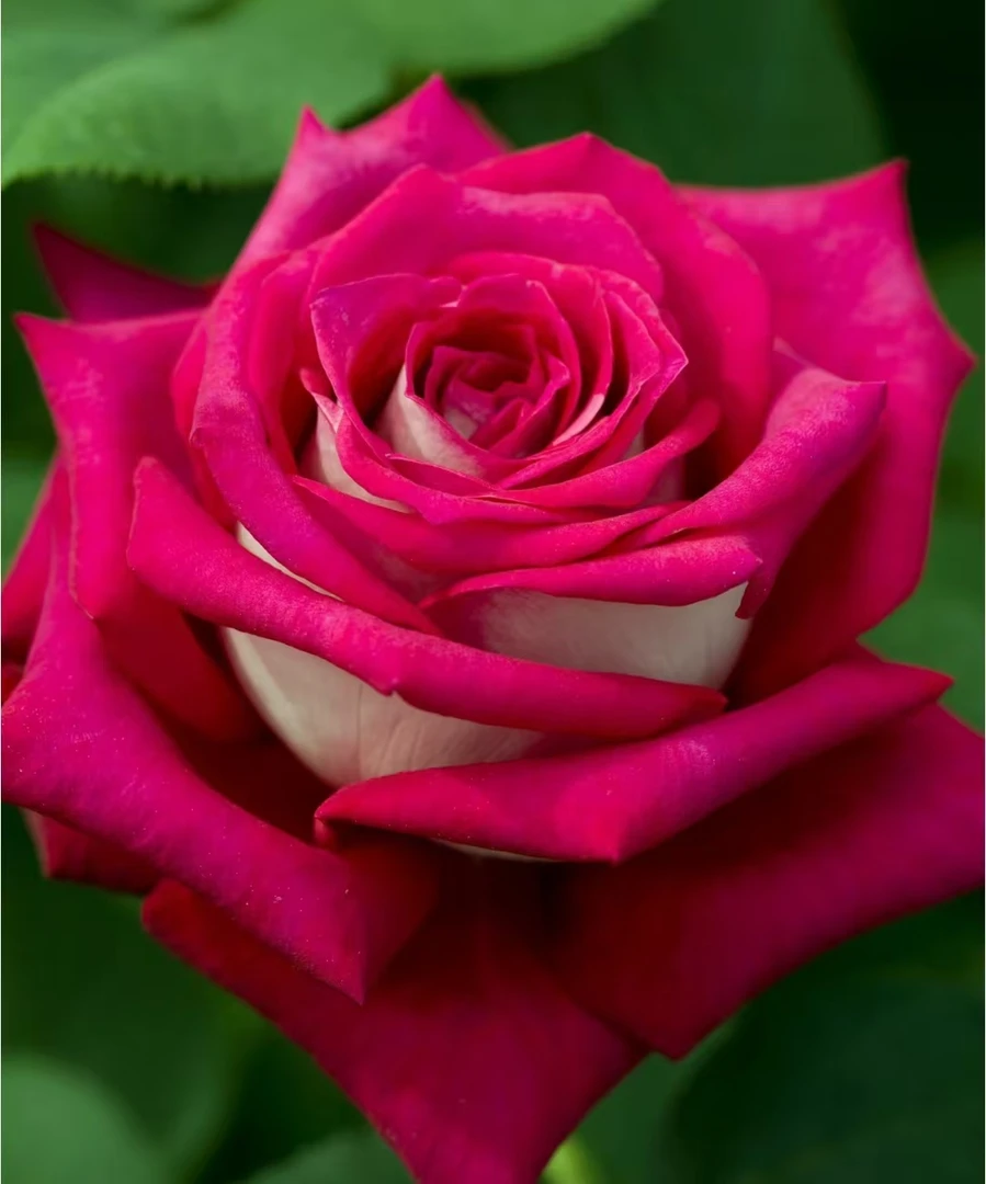 莫妮卡贝鲁奇 中苗月季四季灌木月季