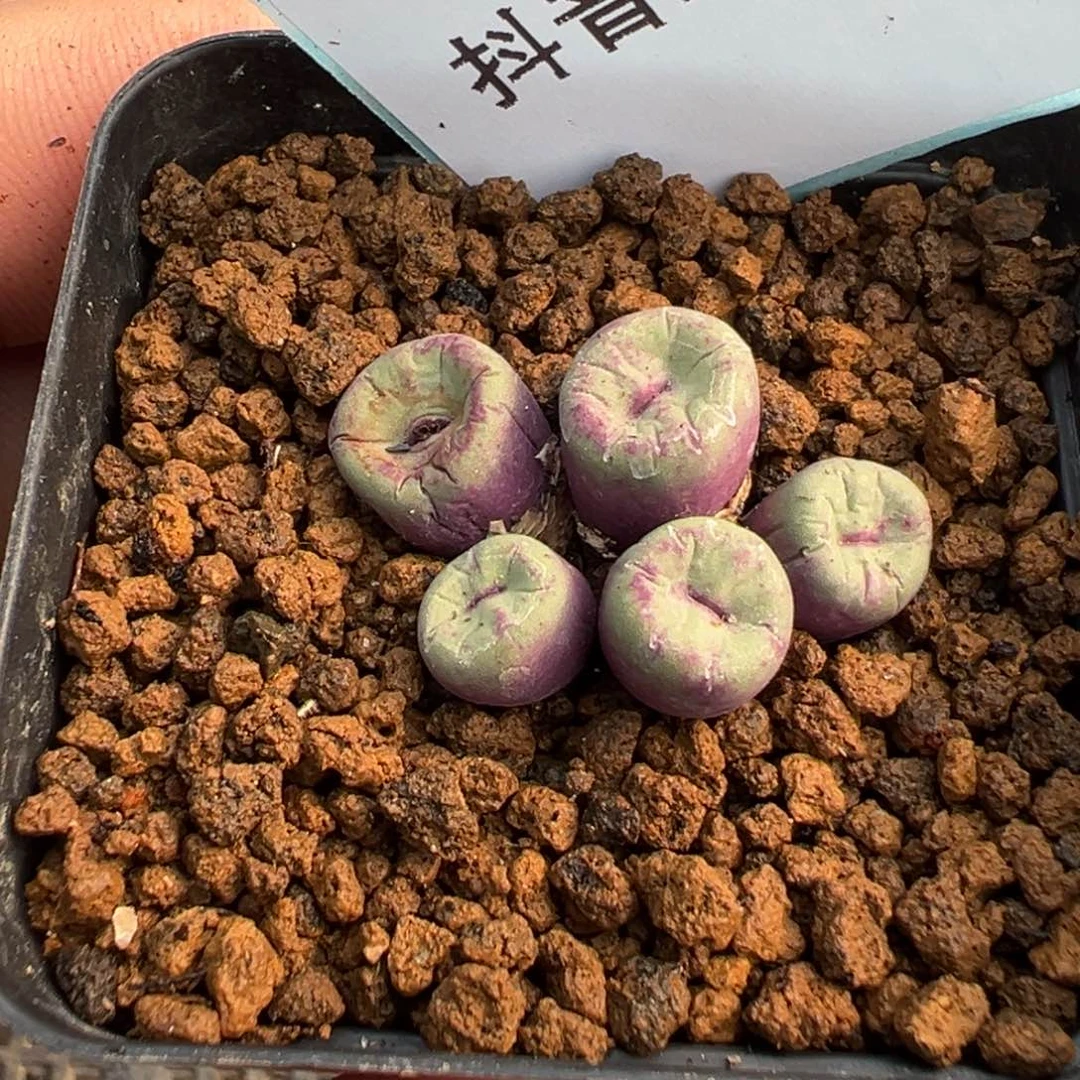 郭***?22-53红嘴多肉植物，