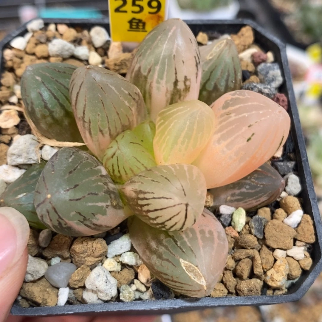 259玉潭锦一物一拍