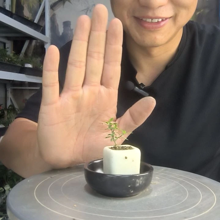 久*子中青园艺一物一拍83