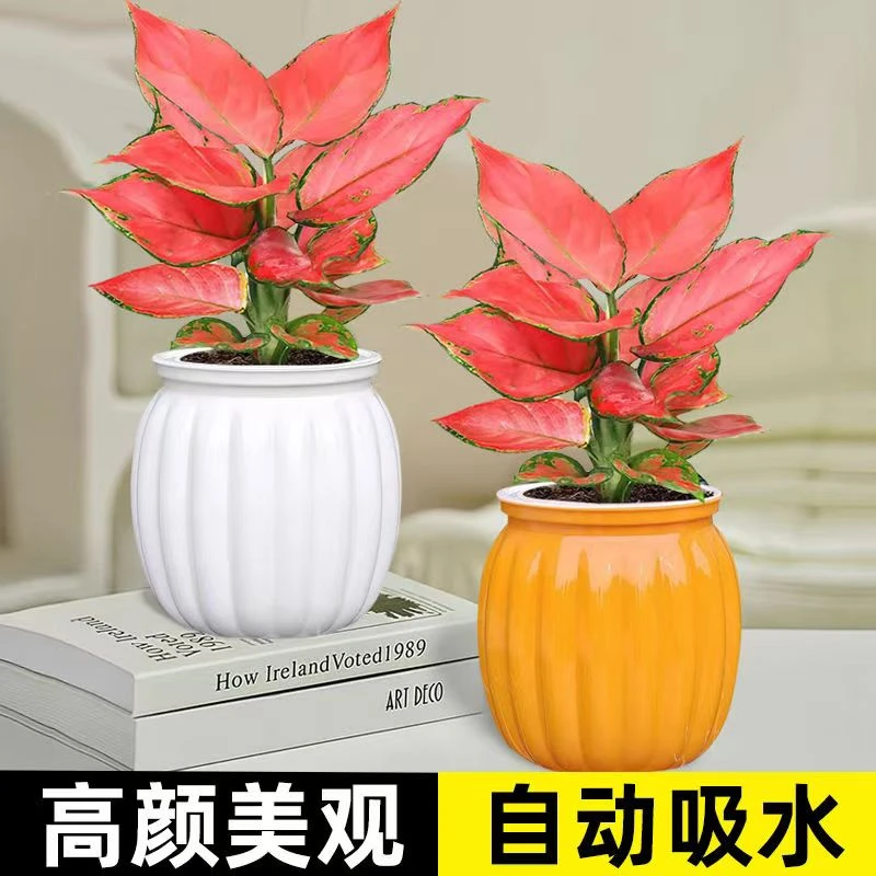 吉利红颜花卉盆栽室内客厅好养懒人盆红色植物（颜色随机发货）