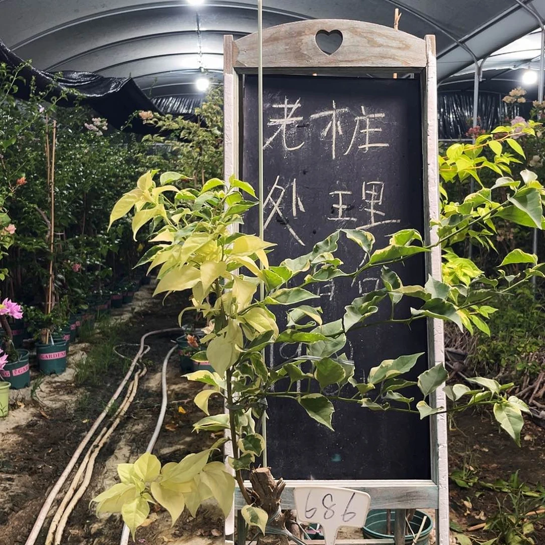 完全开放三角梅三角梅686