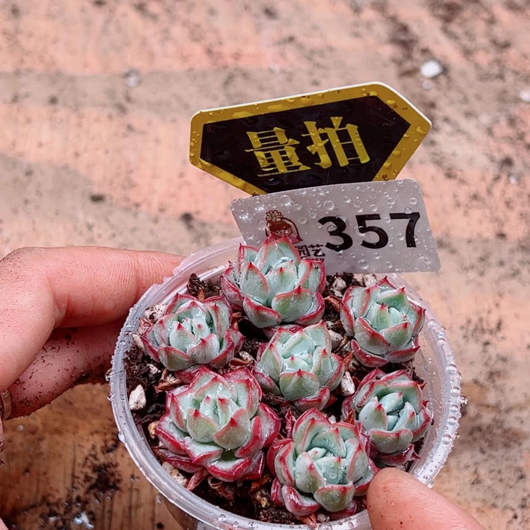 当前无花朵，栽培后可花朵