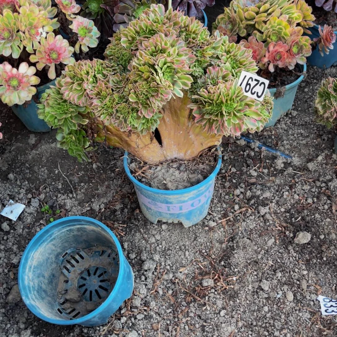 香妃法师26///-46包邮