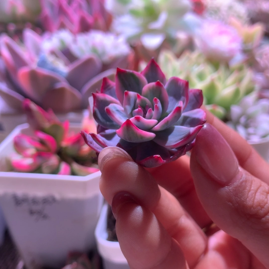 劳伦斯覆轮锦有根