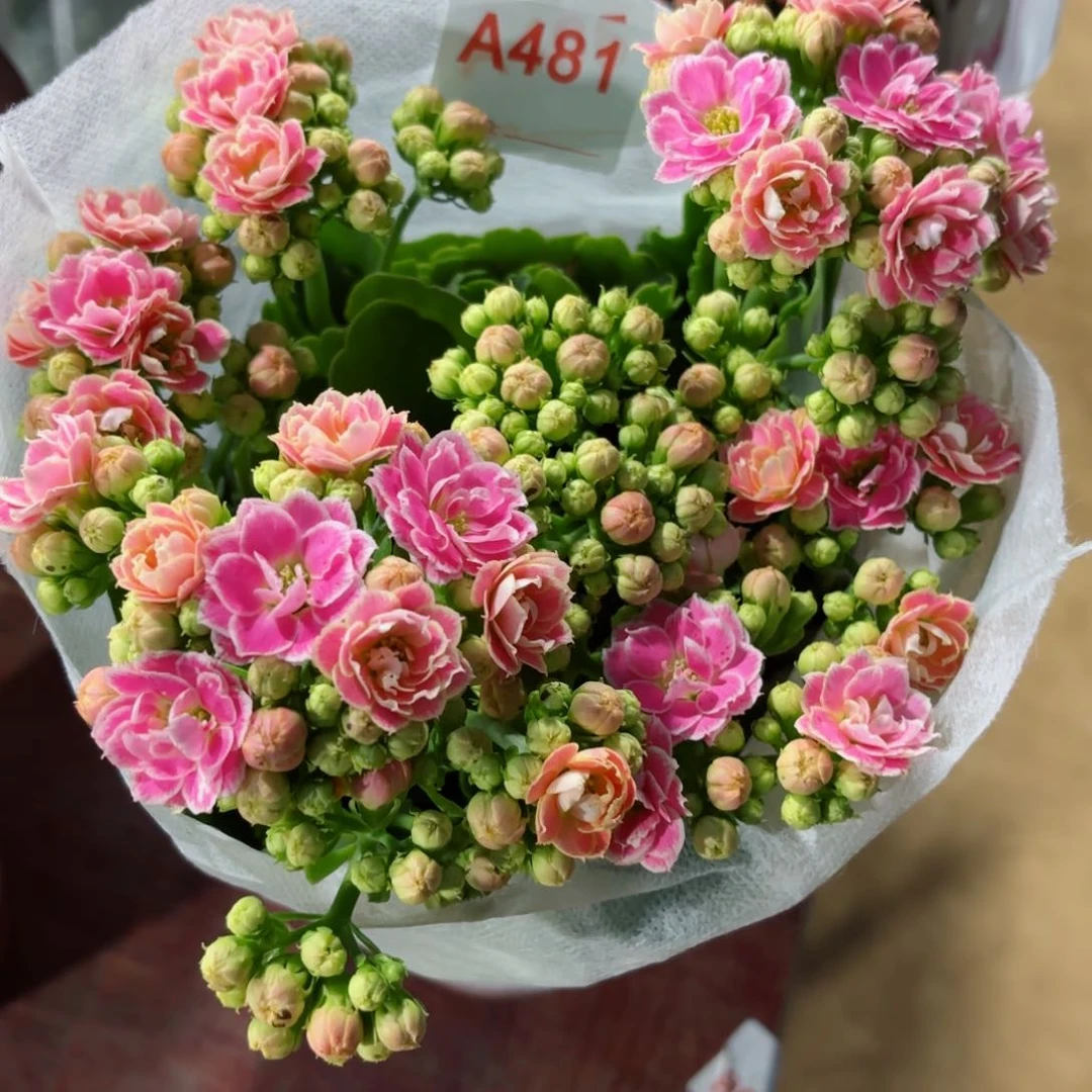 A481大彩蝶长寿花一颗