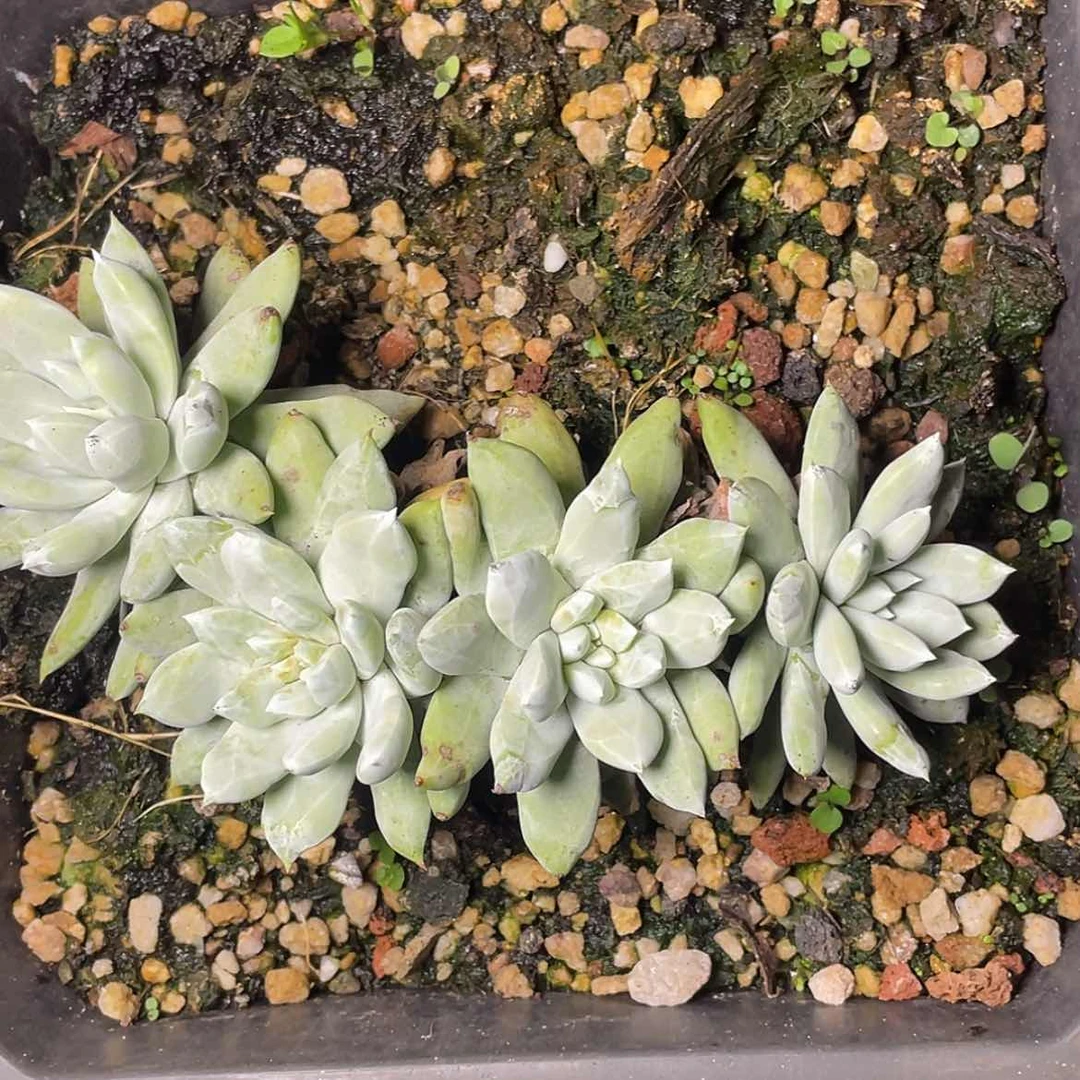 【闪购商品】丸叶帕翠莎