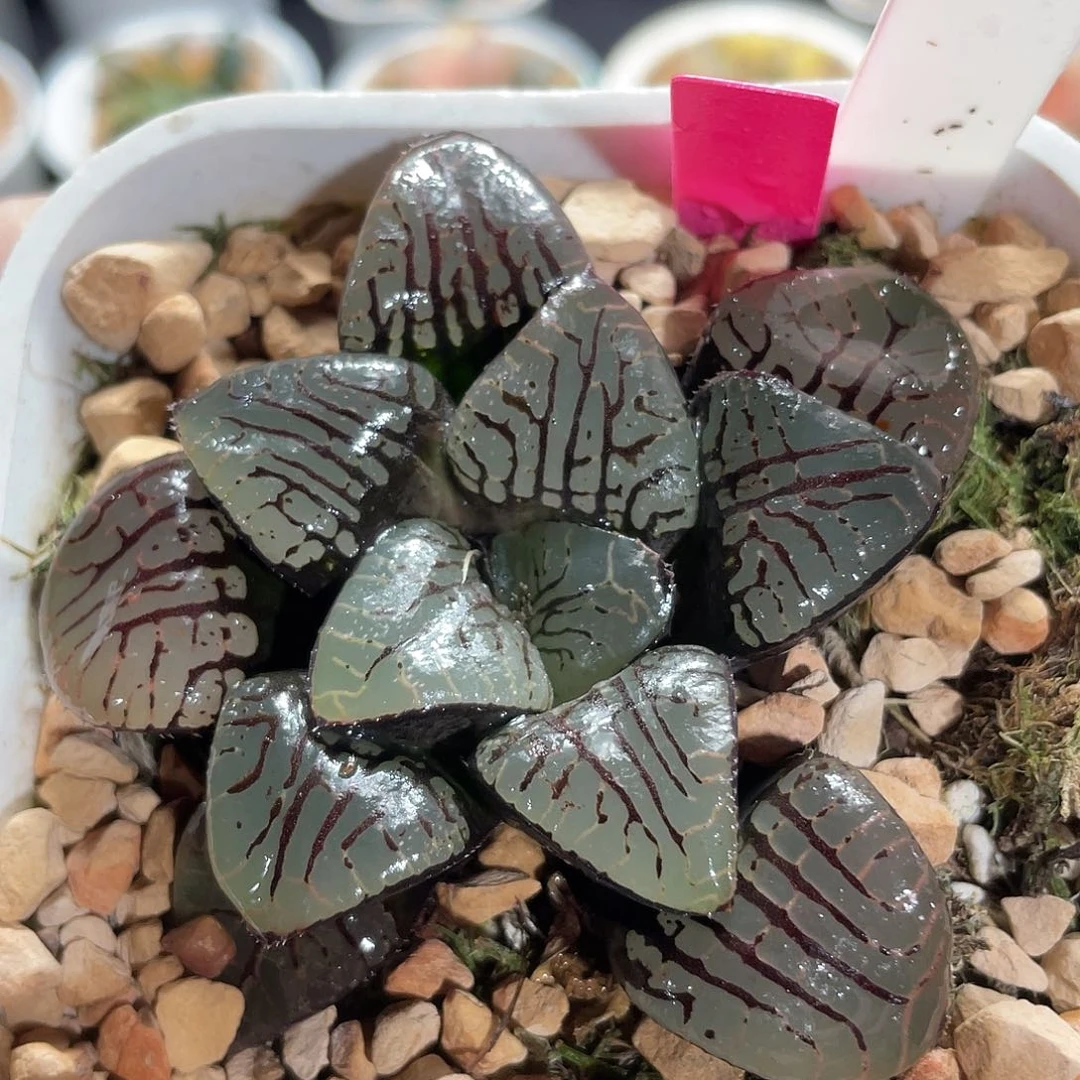 48水晶魔界。