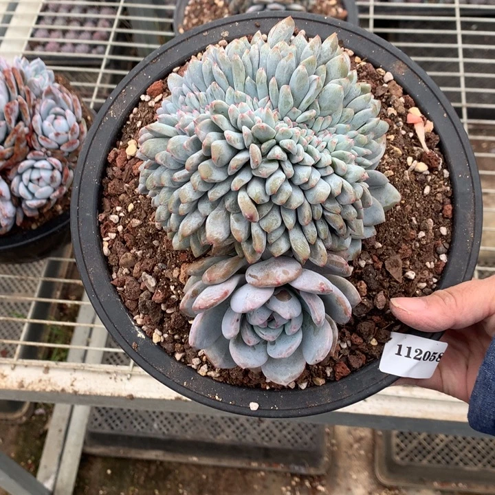 捂****112058缀嗯嗯嗯嗯嗯嗯好喜欢