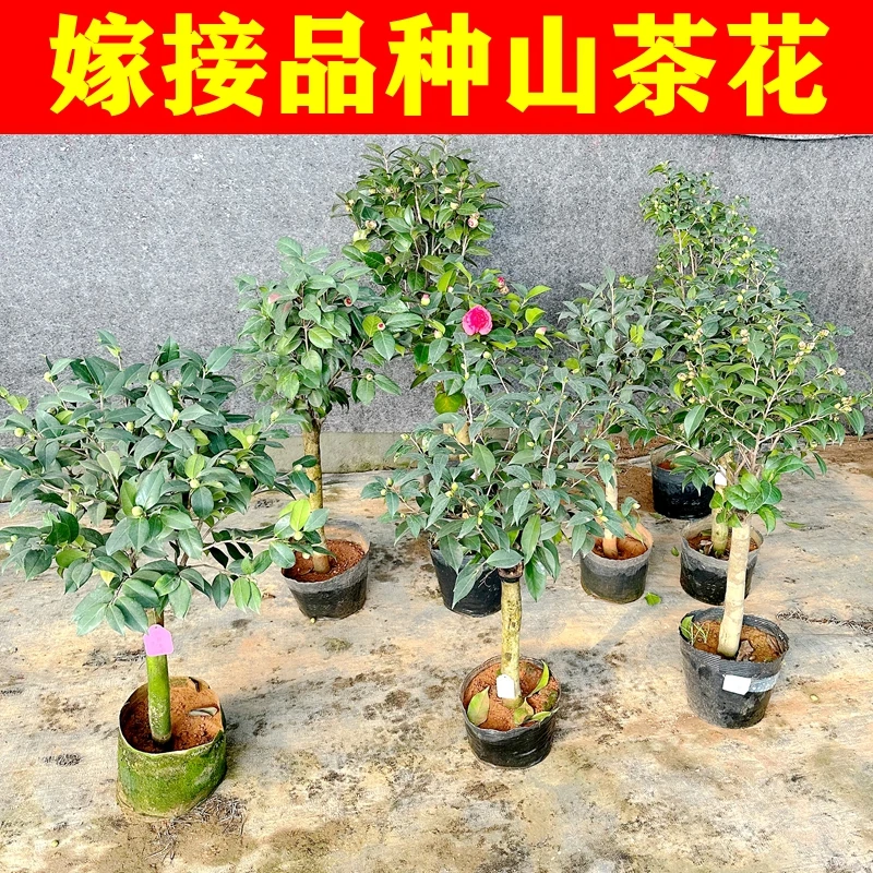 嫁接品种茶花盆栽老庄白绿色黄色红色多色山茶花树苗名贵品种茶花