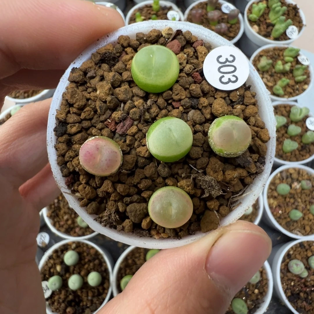 拉登一颗脱土3030000