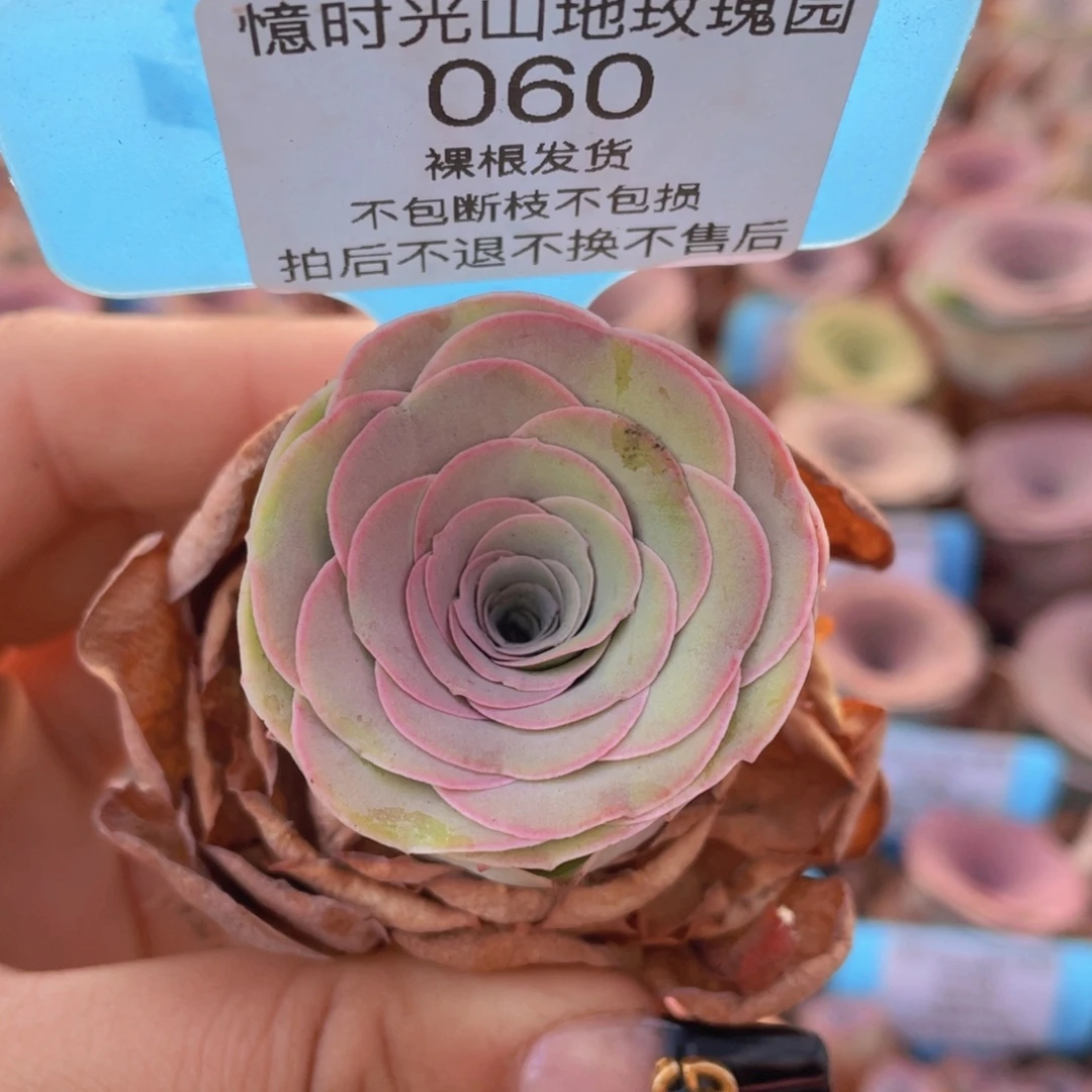 山地玫瑰060裸根发货不售后