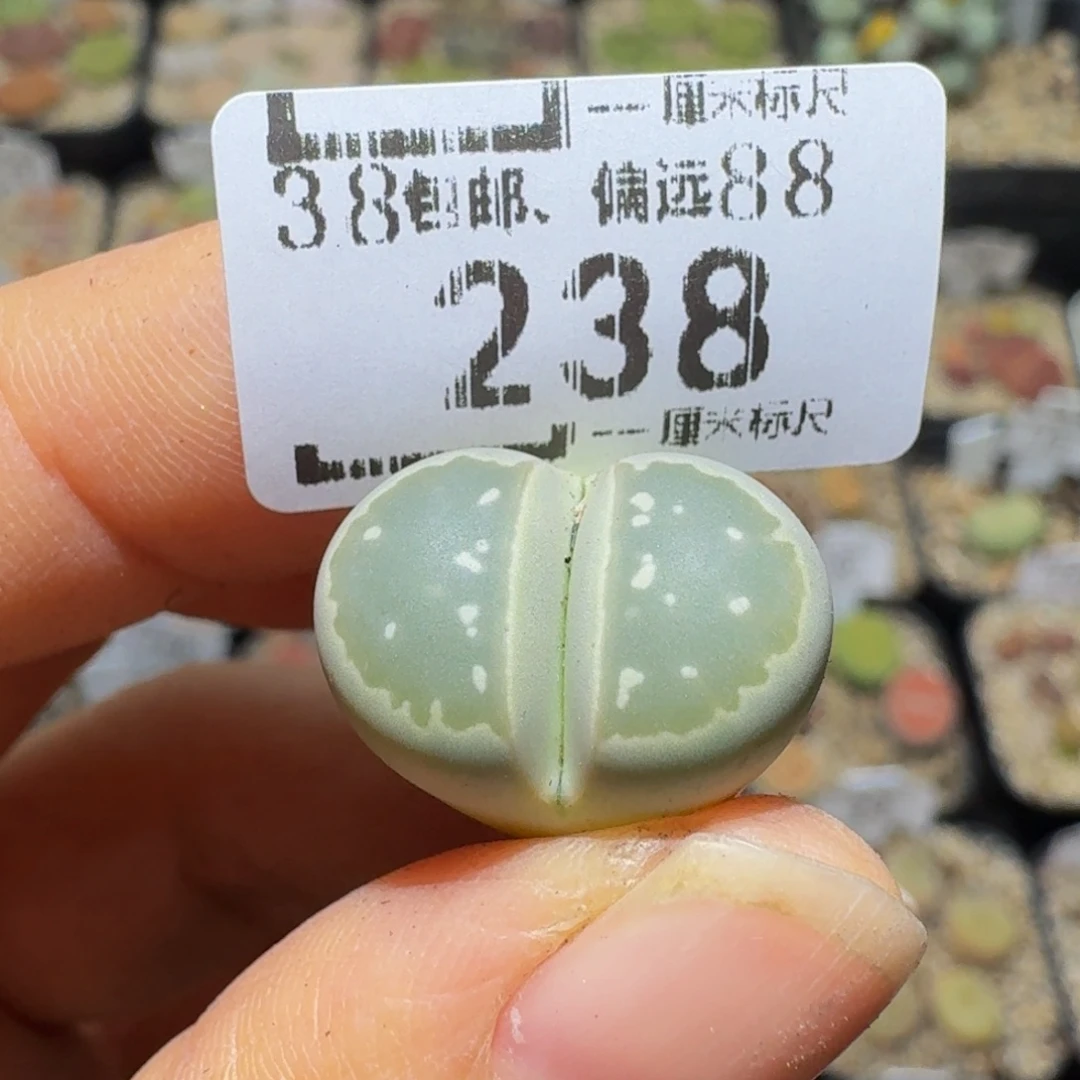 老***人Ssss精品生石花238