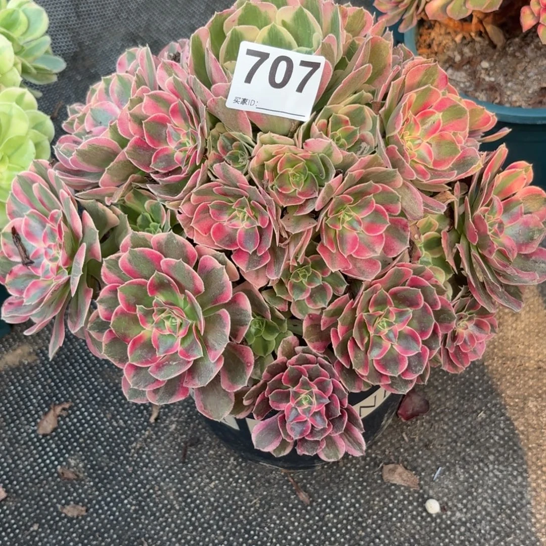 707女妖多肉植物发货
