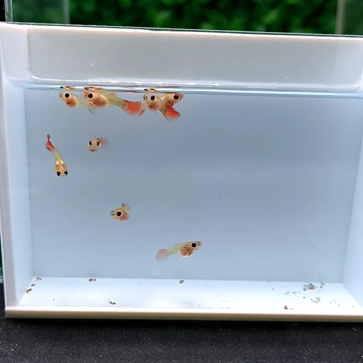 孔雀鱼红头玻璃猫苗子8条含两条被损。