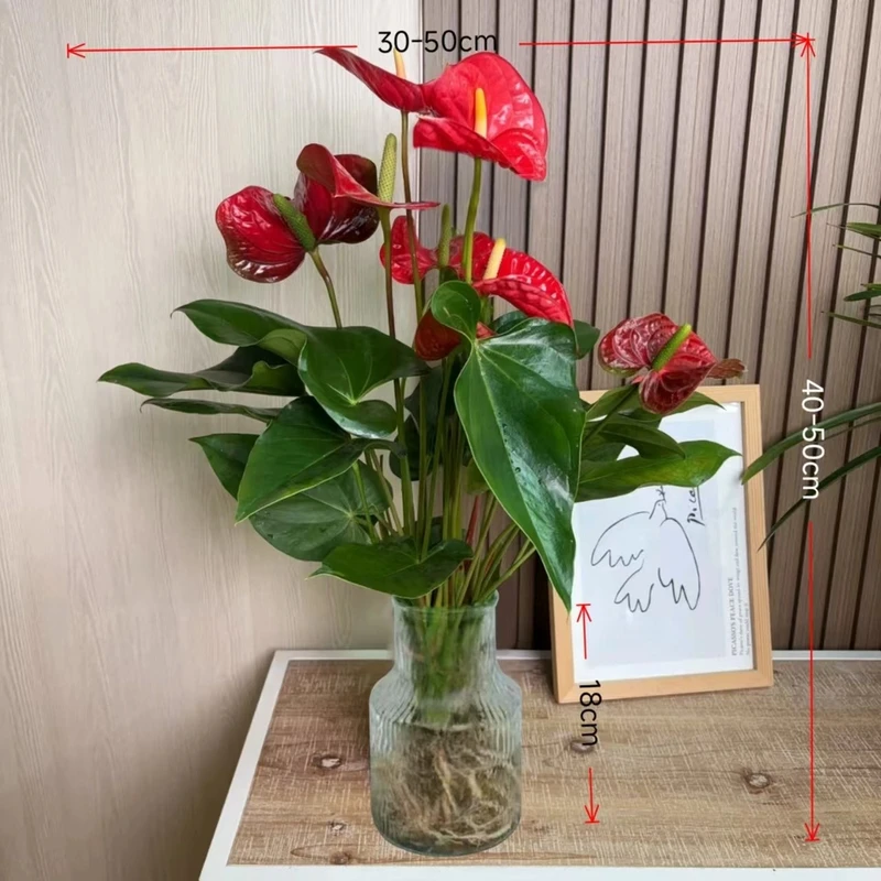 高级冰川瓶水培红掌40-50CM带花4-6花苞桌面净化空气四季开花