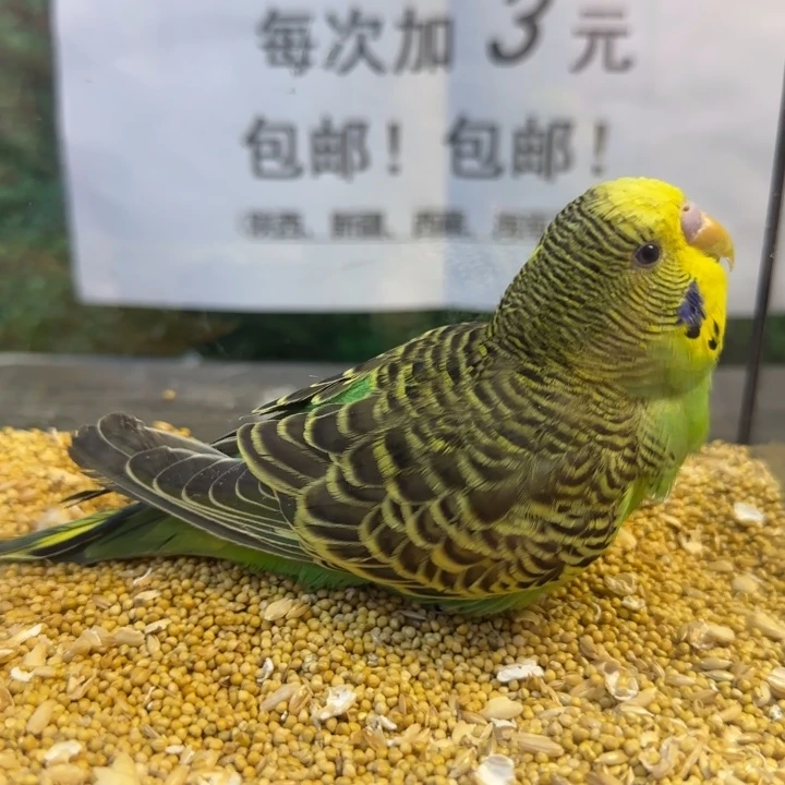 虎皮鹦鹉大头虎皮鹦鹉