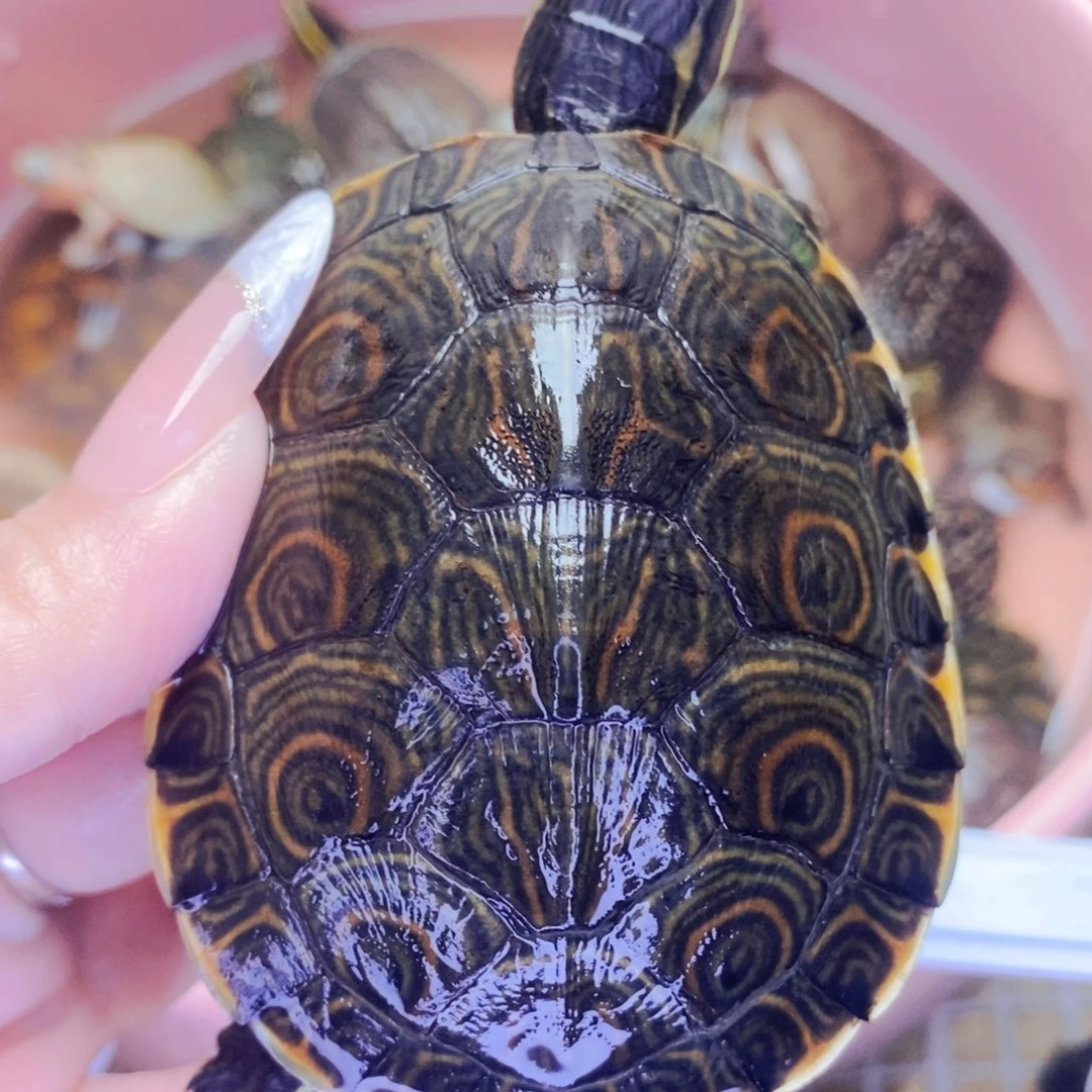 母宠物龟7.3大河母2