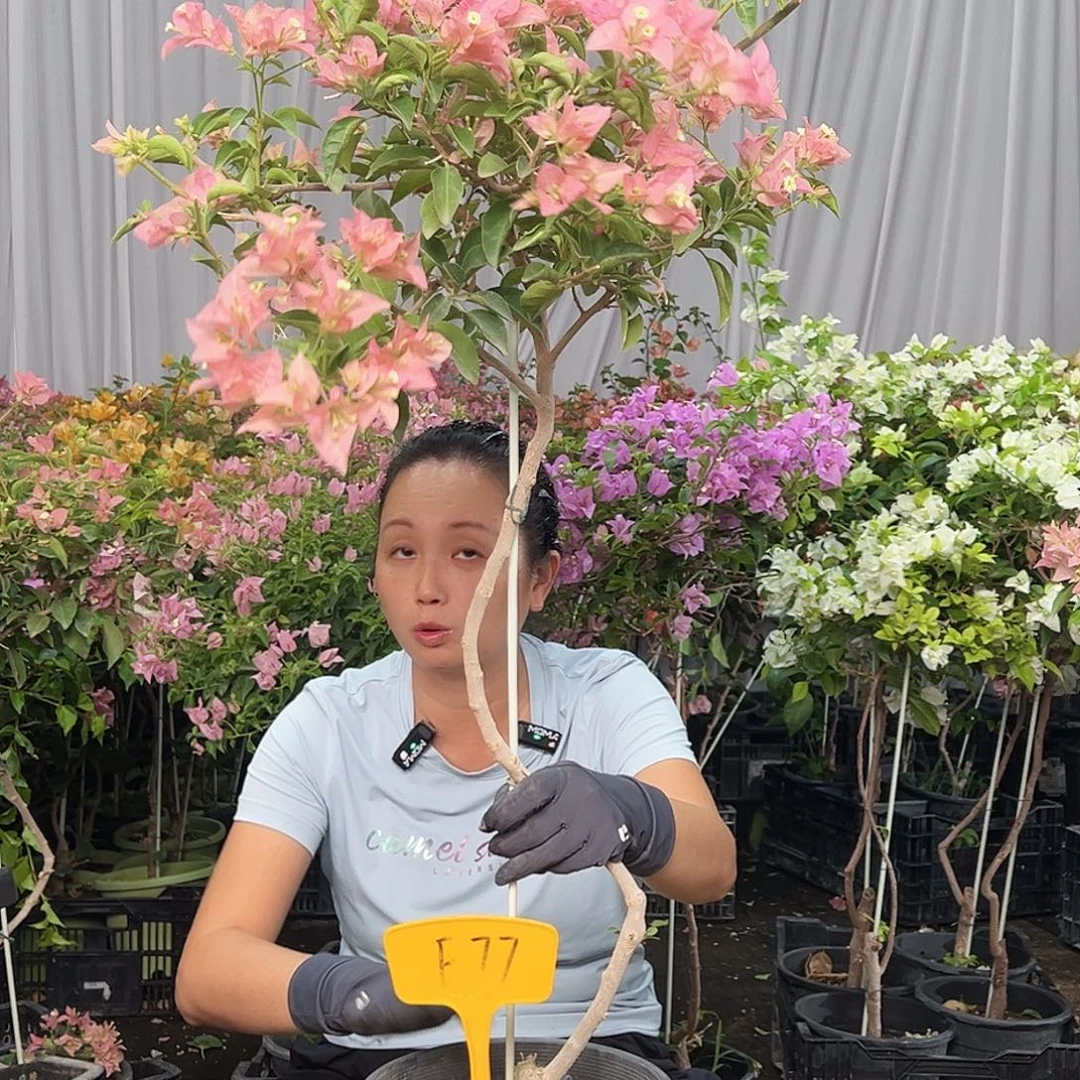 慢***有当前无花栽培后可以开花F77卡亚塔