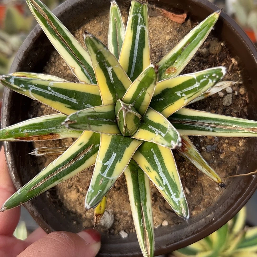 多肉植物多肉植物