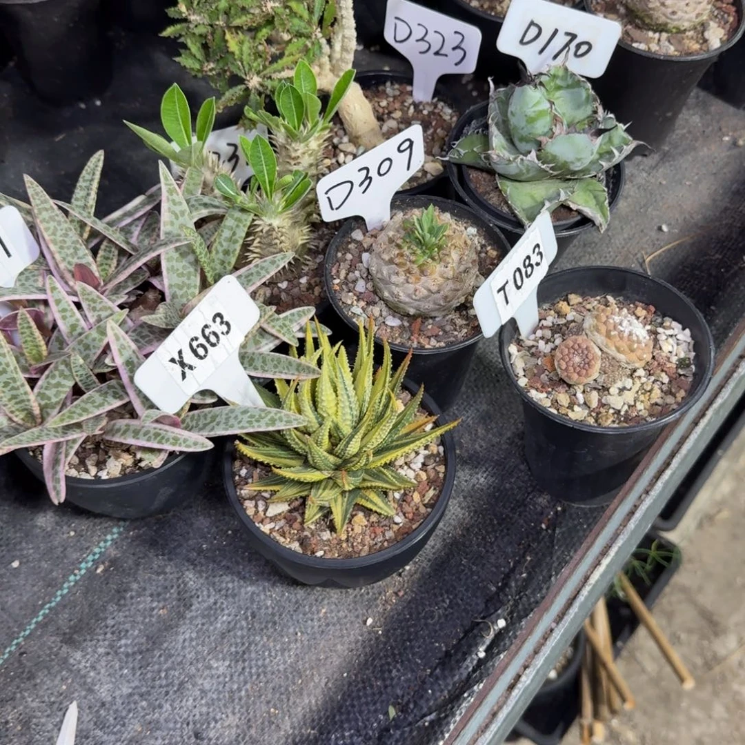 凹***菇福利组合7颗如图脱土发