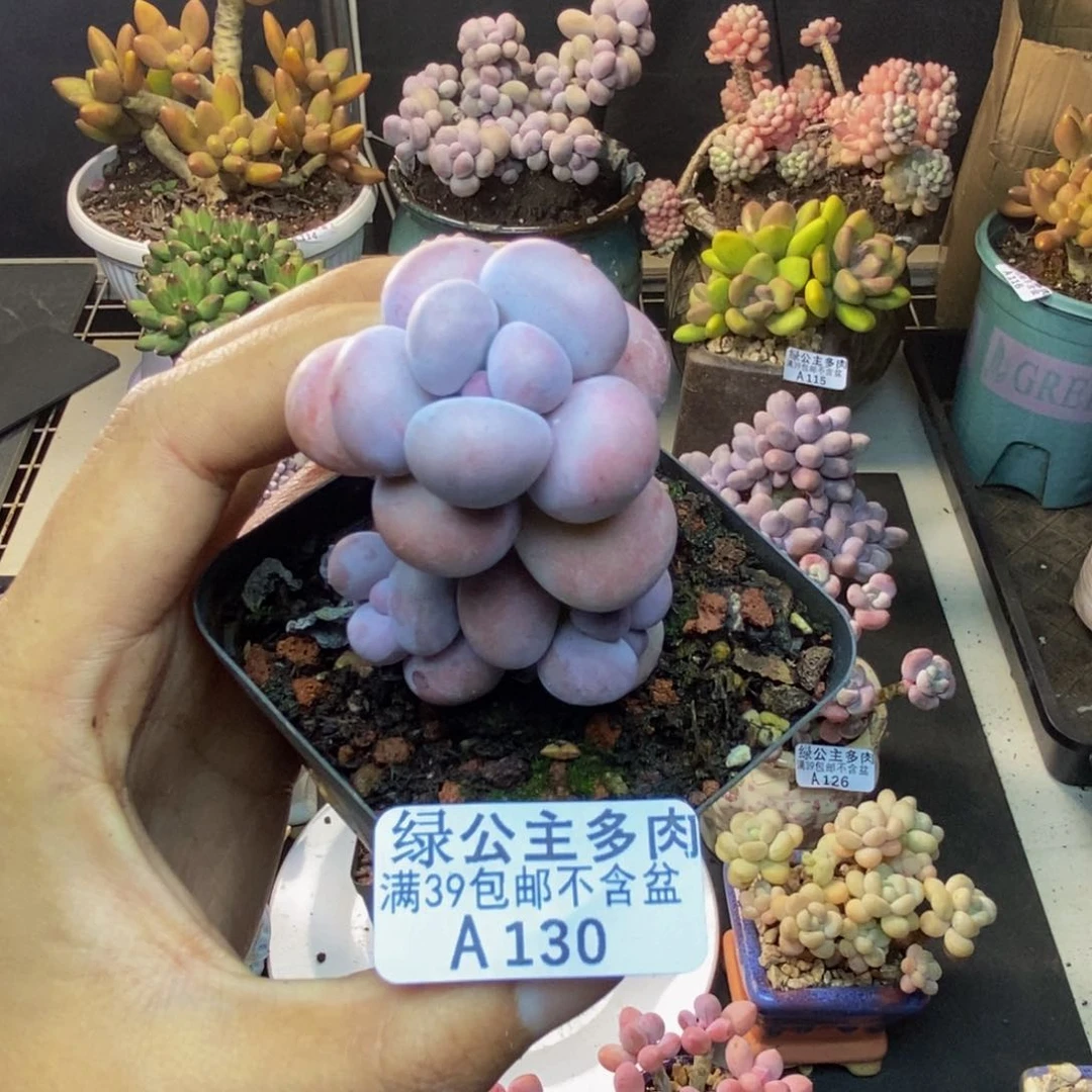 120芭比奶多肉4cm