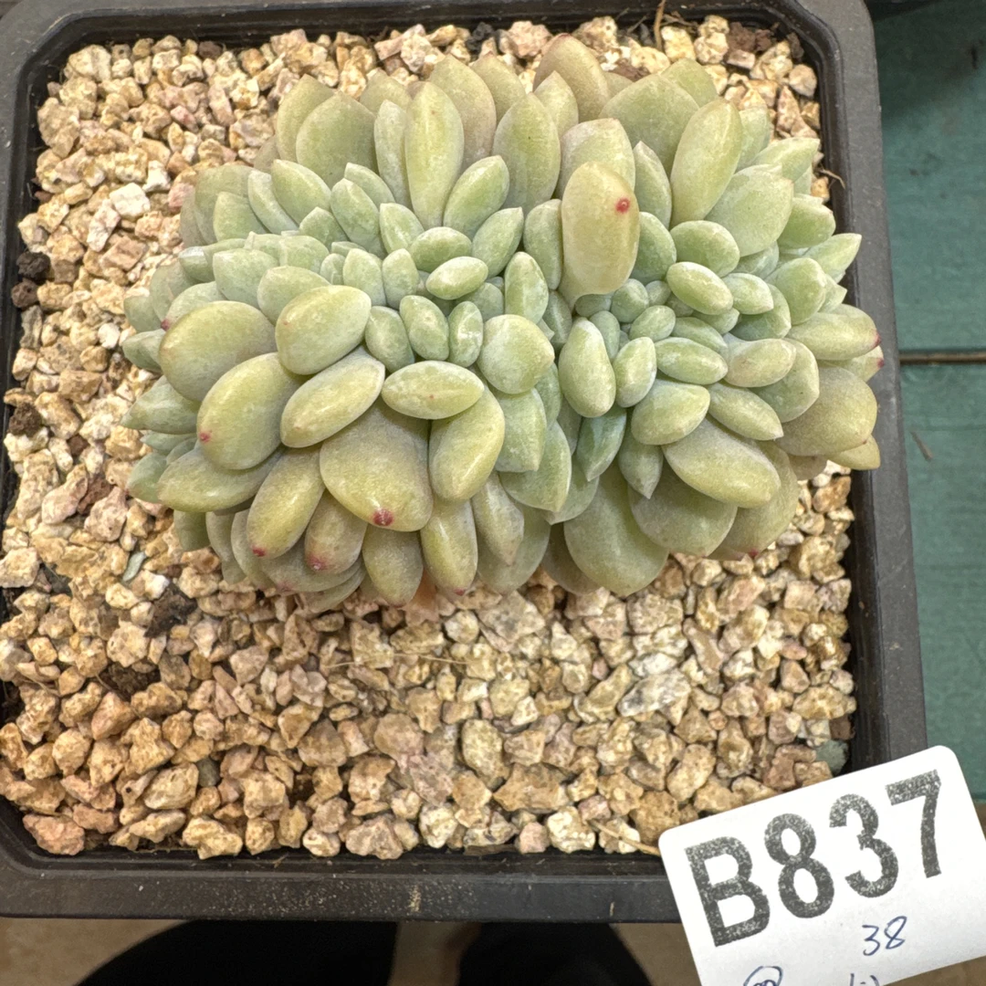 B837，猪猪，多肉植物冰橙