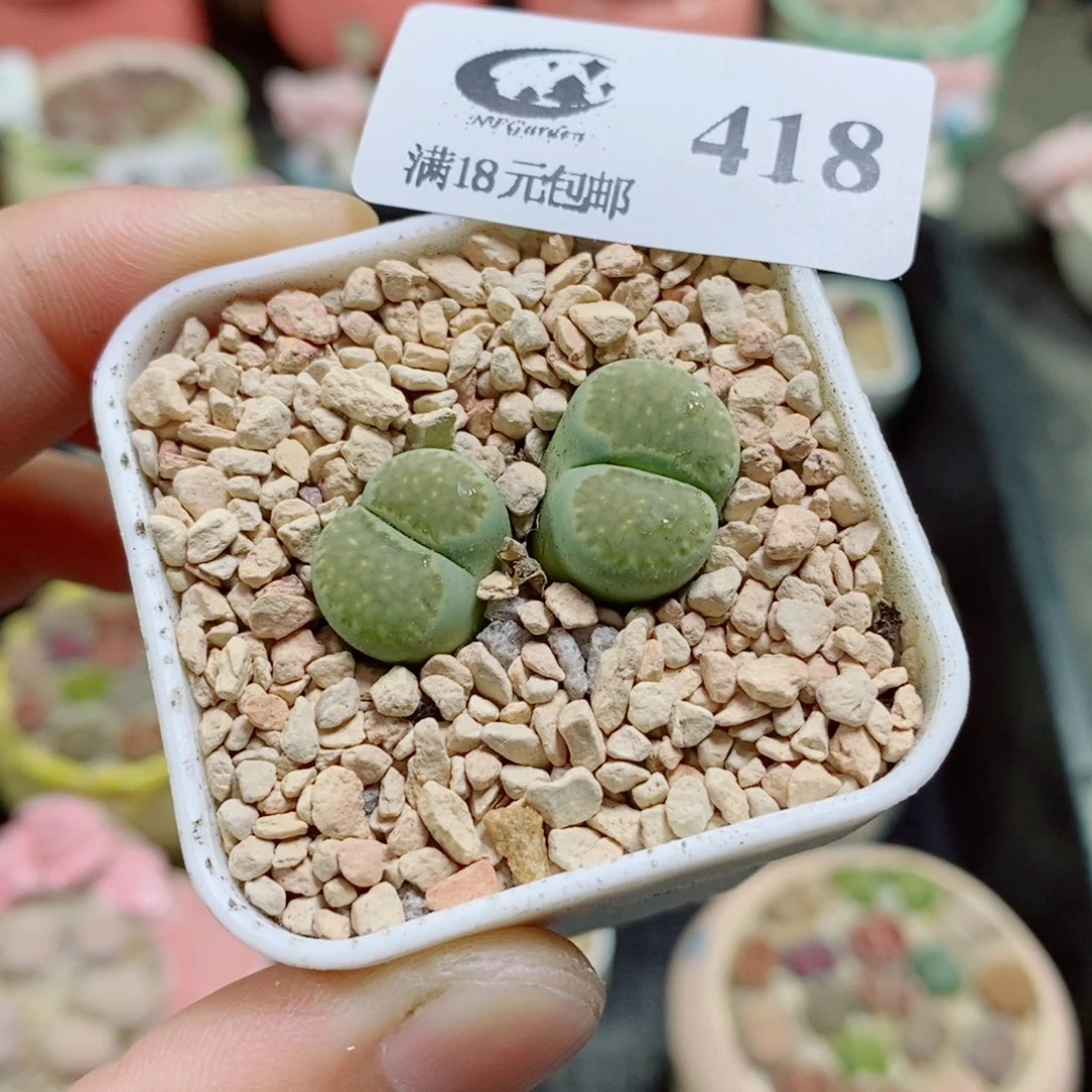 生石花花花花花花418