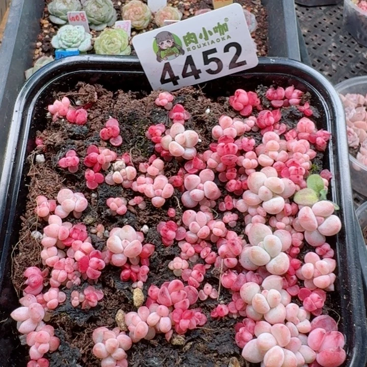 多肉植物多肉植物