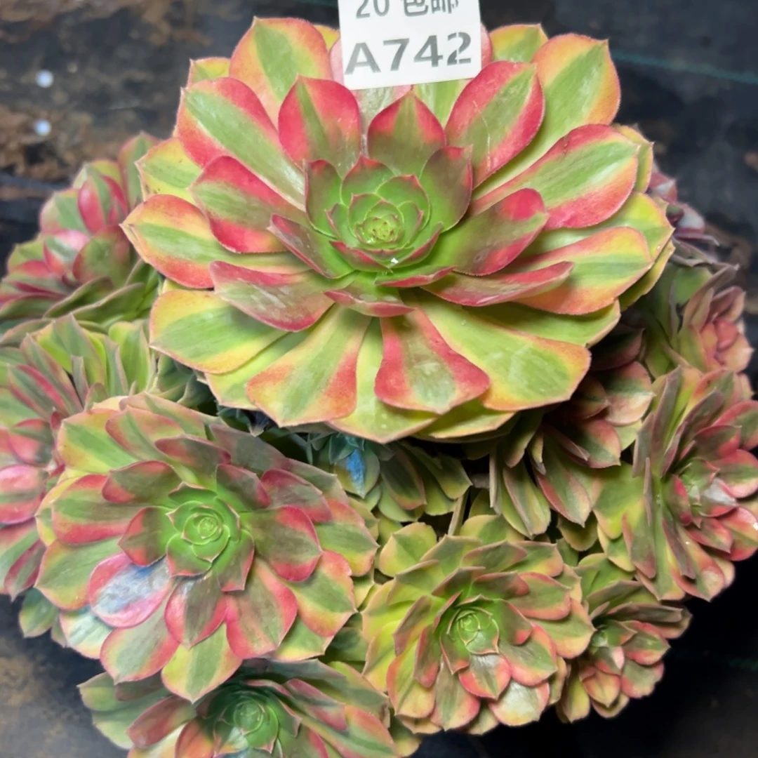 742雨荷，轮回，微瑕，多肉法师