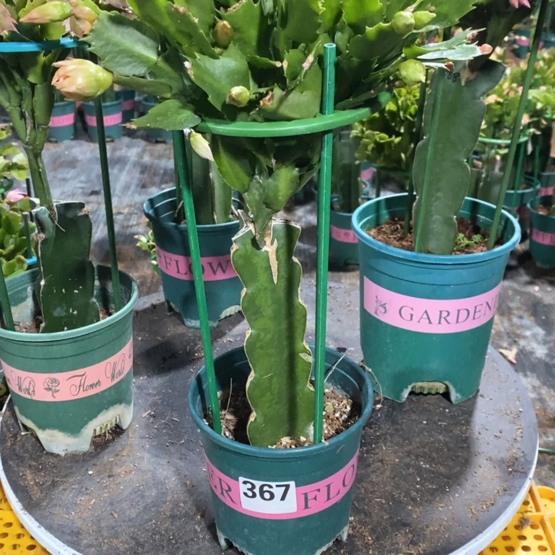 【闪购商品】无花朵双**奶367嫁接2228