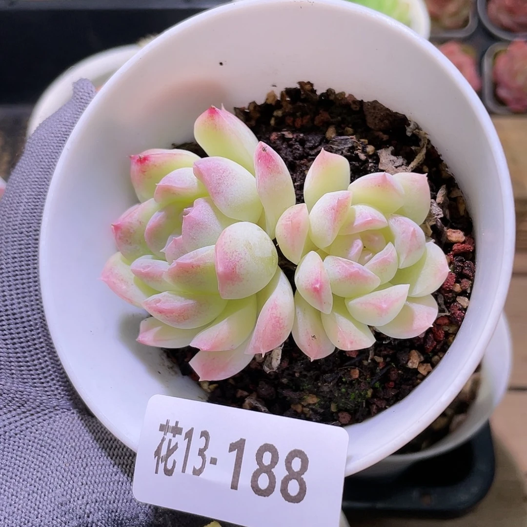 花利美13-188白雪