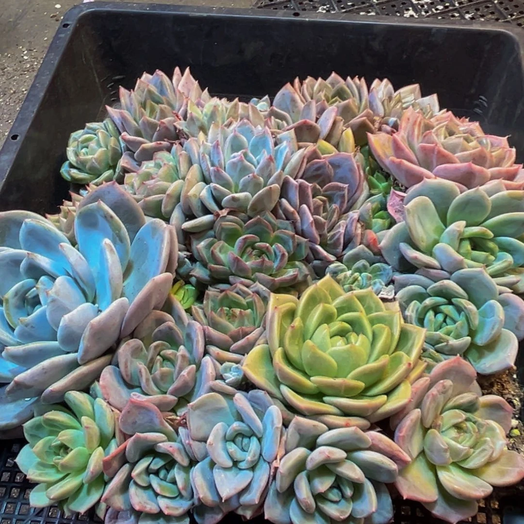 817的人都在看我微博的