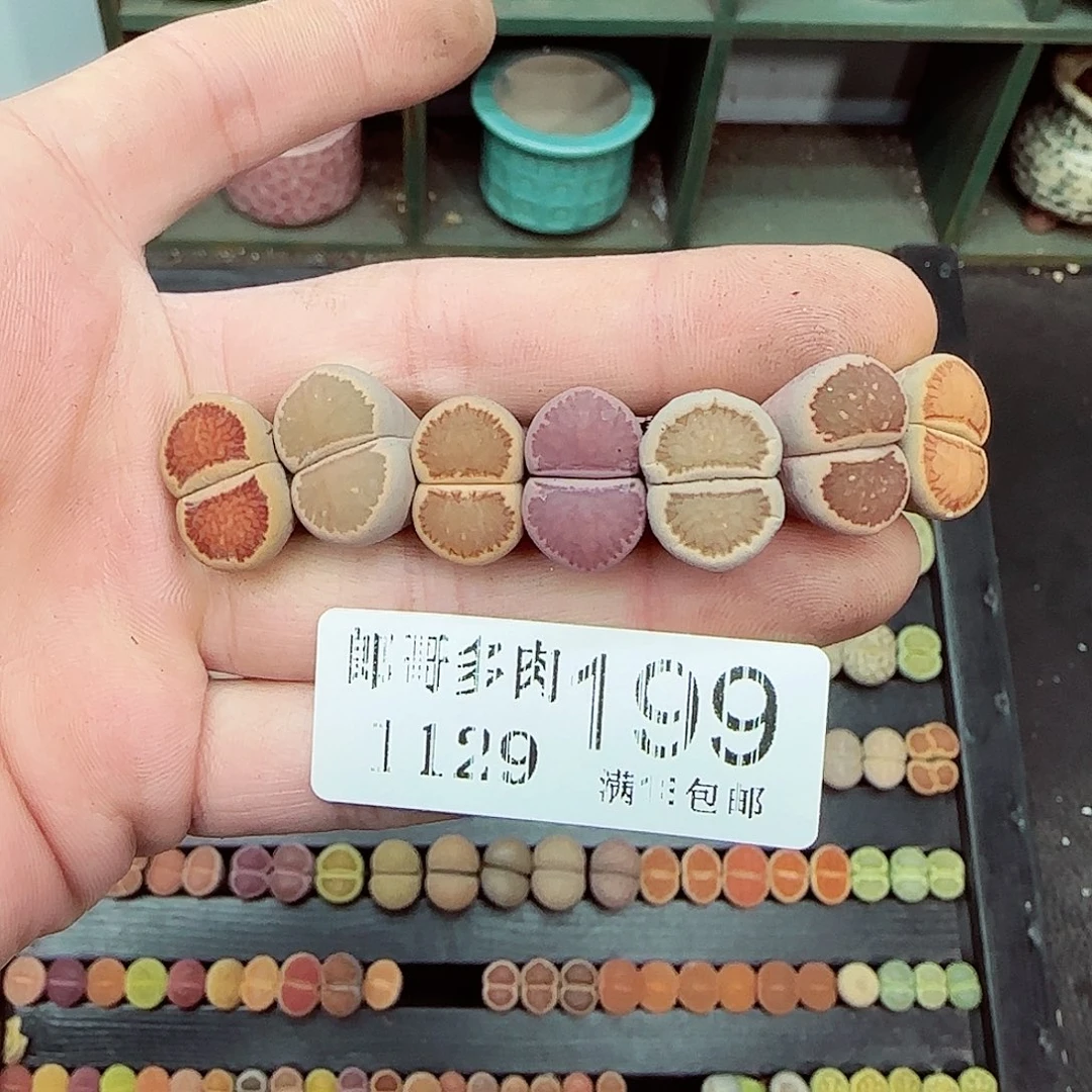 满满18包邮1129-199
