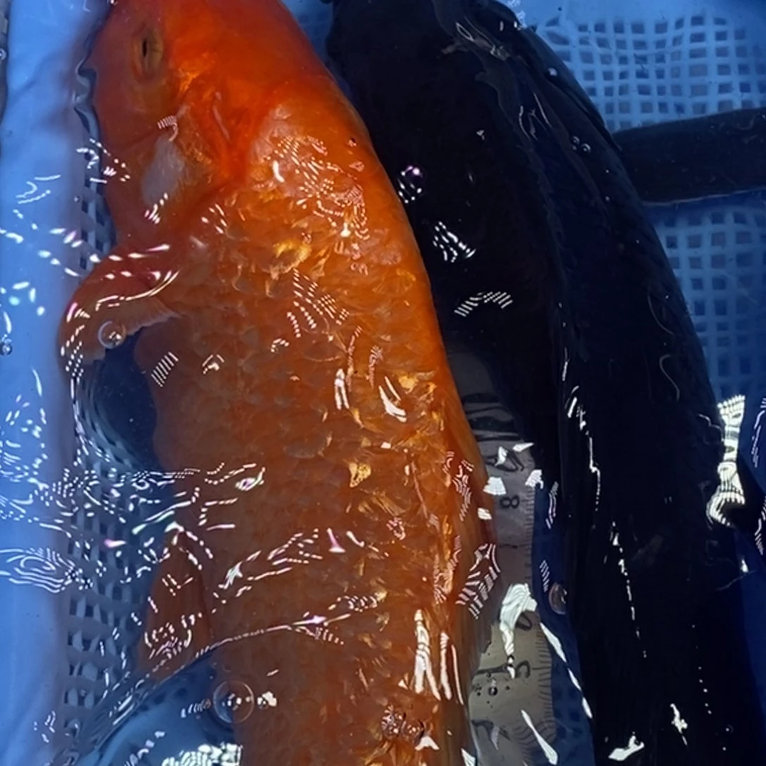 锦鲤冷水锦鲤包邮