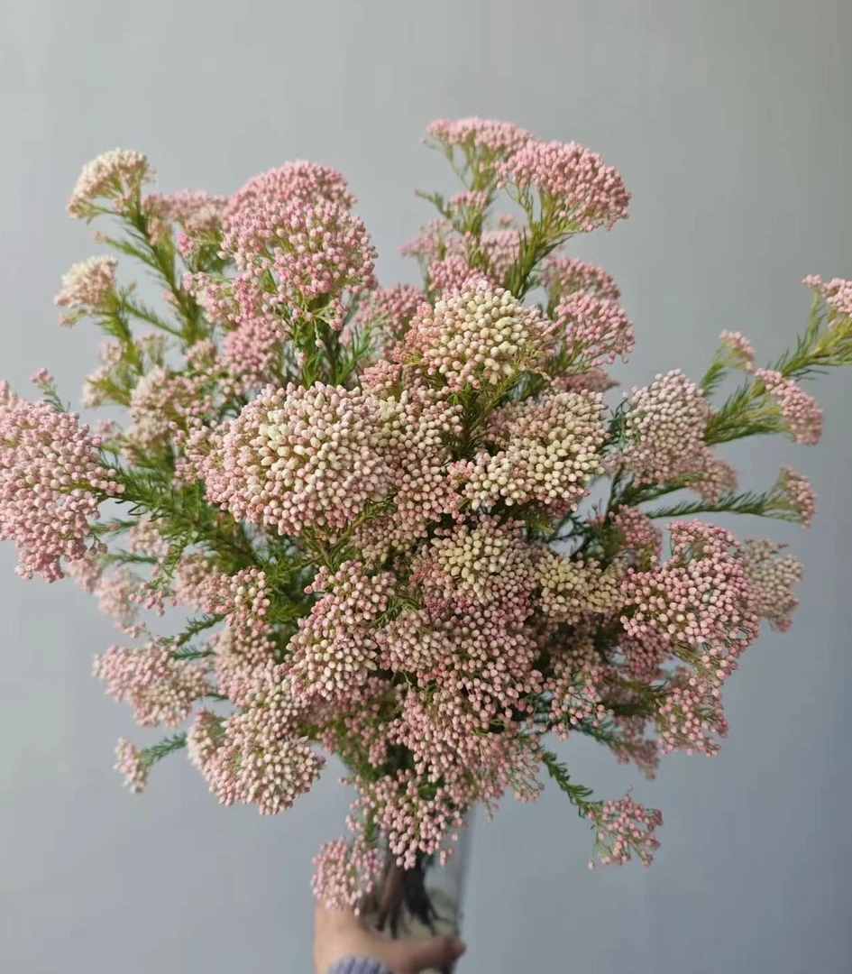 小米花 鲜花 耐养 高级 可做干花