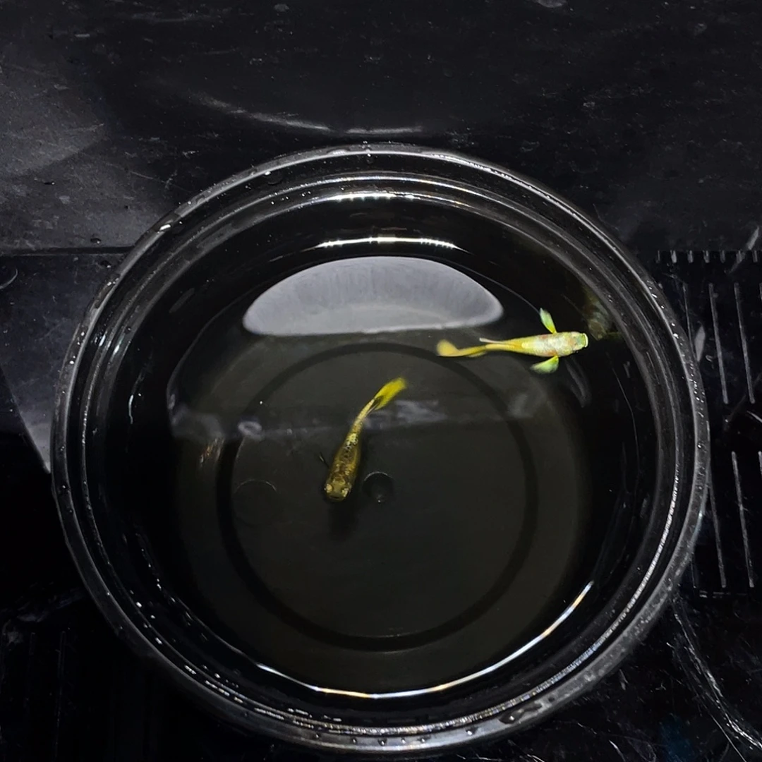 孔雀鱼黄金满鳞12