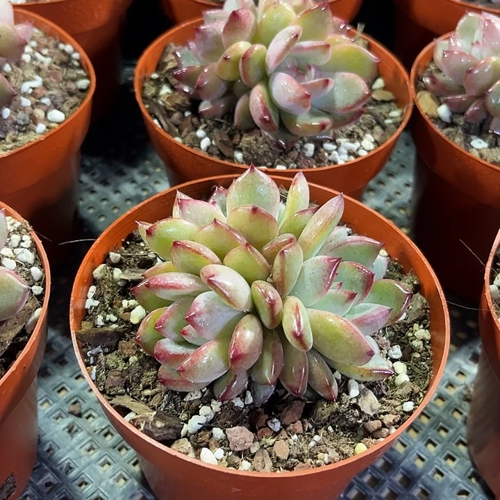 精品夜魔侠群多肉植物