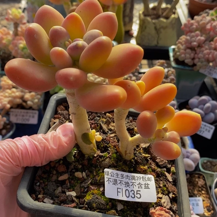 金蝉老桩1035多肉植物