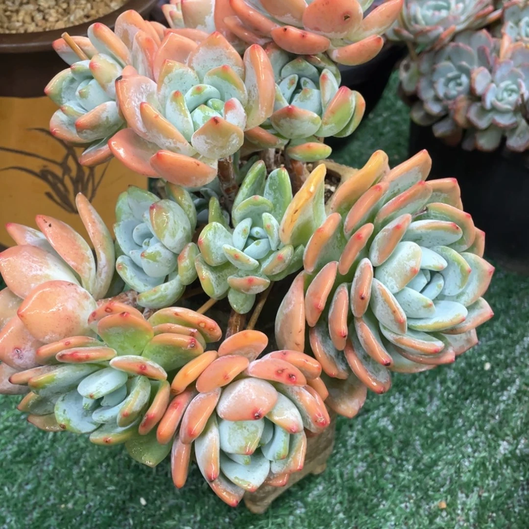 069 一物一拍28包邮非偏远